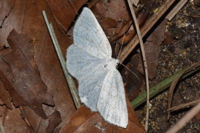 <i>Cabera exanthemata</i>