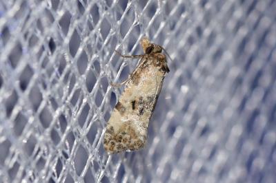 <i>Cochylis molliculana</i>