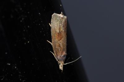 <i>Endothenia ericetana</i>