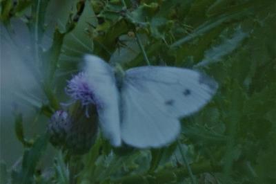 <i>Pieris napi</i>