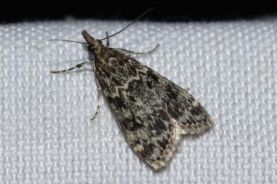 <i>Eudonia truncicolella</i>