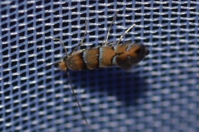 <i>Phyllonorycter klemannella</i>