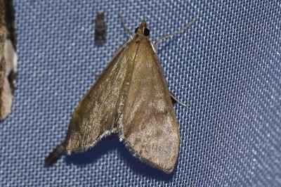 <i>Anania terrealis</i>
