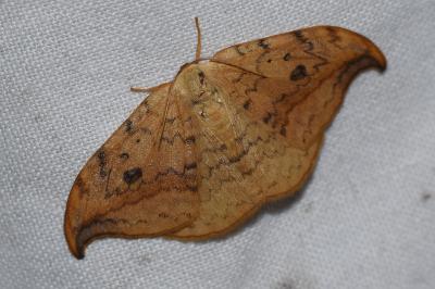 <i>Drepana falcataria</i>