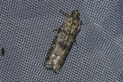 <i>Dioryctria simplicella</i>