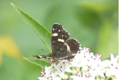 <i>Araschnia levana</i>