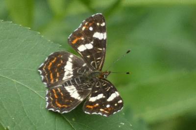 <i>Araschnia levana</i>