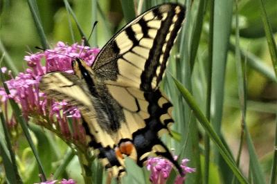 <i>Papilio machaon</i>