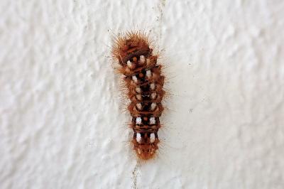 <i>Acronicta rumicis</i>