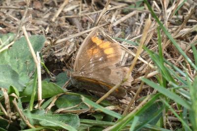 <i>Maniola jurtina</i>