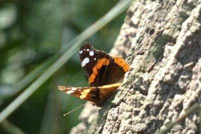 <i>Vanessa atalanta</i>