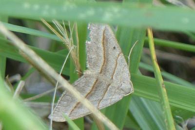 <i>Scotopteryx</i>