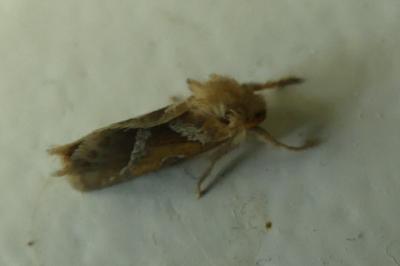 <i>Triodia sylvina</i>