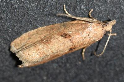 <i>Epinotia sordidana</i>