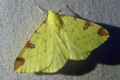 <i>Opisthograptis luteolata</i>