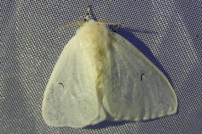 <i>Arctornis l-nigrum</i>