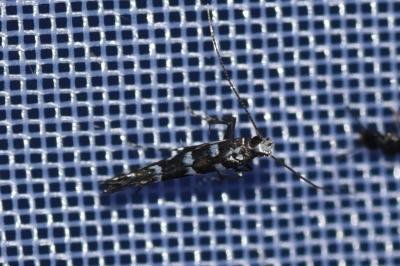 <i>Parectopa ononidis</i>