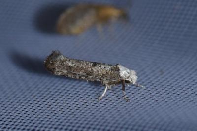 <i>Paraswammerdamia albicapitella</i>