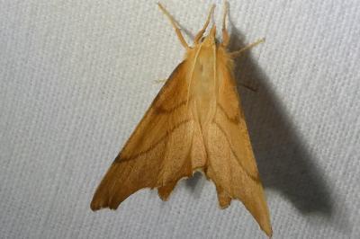 <i>Ennomos erosaria</i>