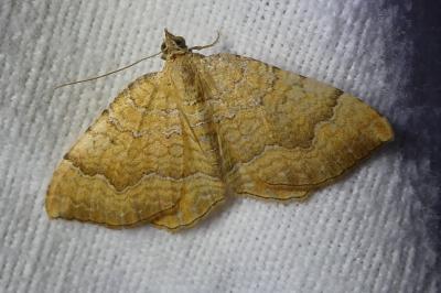 <i>Camptogramma bilineata</i>