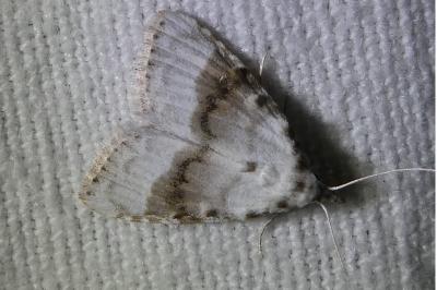 <i>Meganola albula</i>