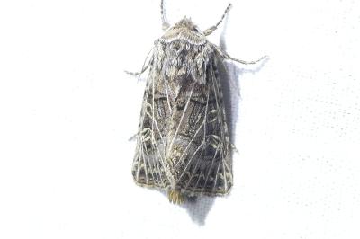 <i>Tholera decimalis</i>