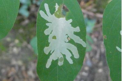 <i>Parectopa robiniella</i>