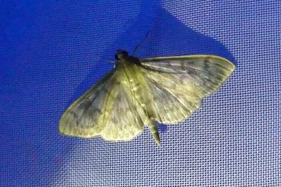 <i>Patania ruralis</i>