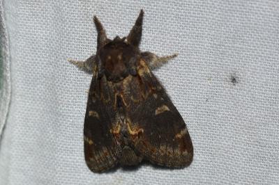 <i>Notodonta dromedarius</i>