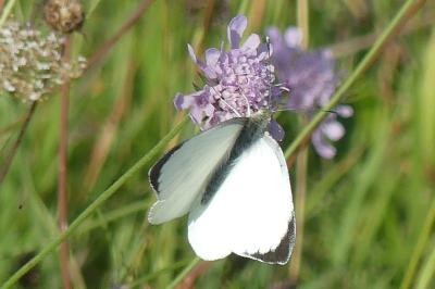 <i>Pieris brassicae</i>