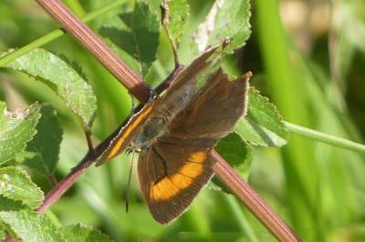 <i>Thecla betulae</i>
