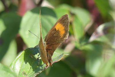 <i>Thecla betulae</i>