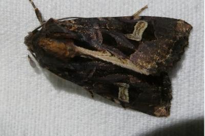 <i>Trigonophora flammea</i>