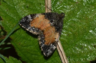 <i>Dysstroma truncata</i>