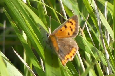<i>Lycaena phlaeas</i>