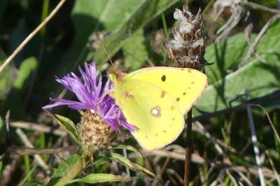 <i>Colias crocea</i>