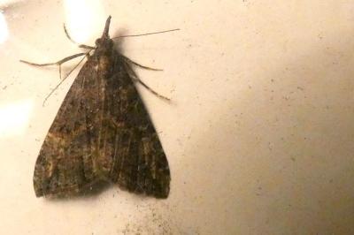 <i>Hypena obsitalis</i>
