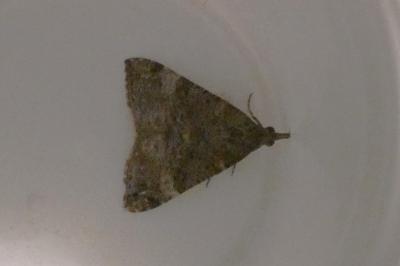 <i>Hypena obsitalis</i>