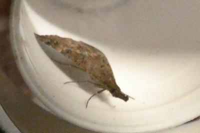 <i>Hypena obsitalis</i>