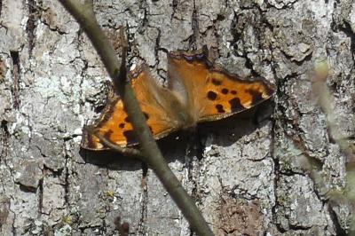 <i>Nymphalis polychloros</i>