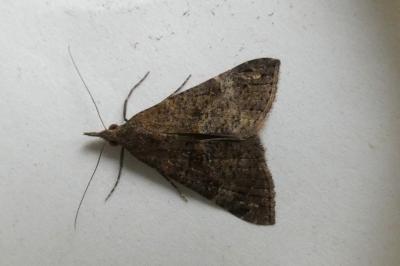 <i>Hypena obsitalis</i>