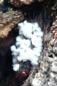 <i>Arctia villica</i>
