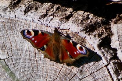 <i>Aglais io</i>