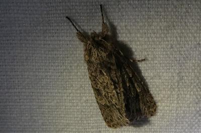 <i>Xylocampa areola</i>