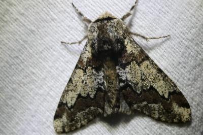 <i>Biston strataria</i>
