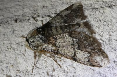 <i>Biston strataria</i>
