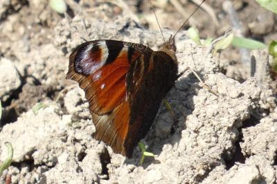 <i>Aglais io</i>