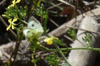 <i>Pieris brassicae</i>