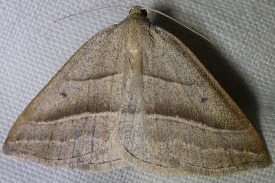 <i>Petrophora chlorosata</i>