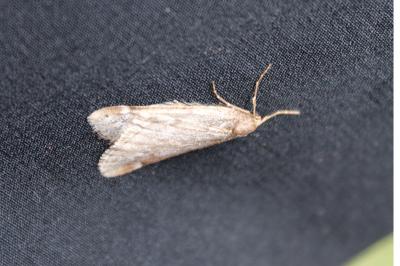 <i>Alsophila aescularia</i>